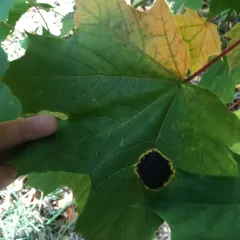 Black Tar Spot thumbnail 3