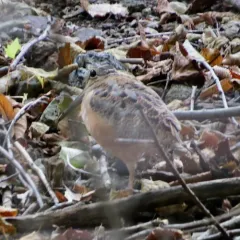 American Woodcock thumbnail 2
