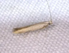 Stereomita andropogonis thumbnail 4
