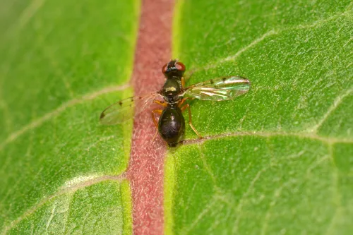 Rivellia maculipennis