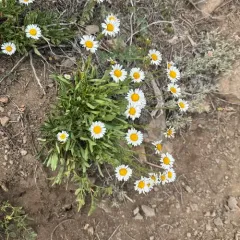 Flett's Fleabane thumbnail 4