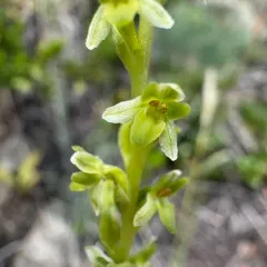 Alaska Rein Orchid thumbnail 4