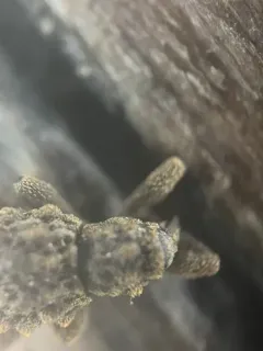 Gastrotaphrus barberi thumbnail 2