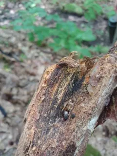 Angelina rufescens thumbnail 3