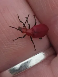 Rose-winged Blister Beetle thumbnail 4