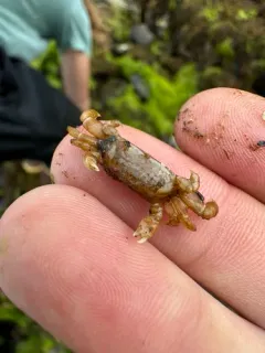 Tube-dwelling Pea Crab thumbnail 3