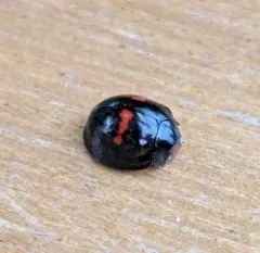 Heather Ladybird thumbnail 4