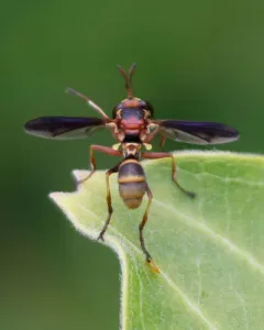 Physocephala sagittaria thumbnail 4