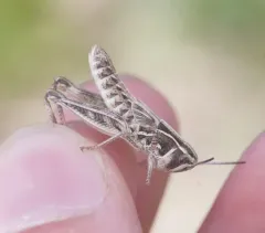 Bruner's Grasshopper thumbnail 4