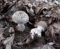 Gunpowder Amanita thumbnail 4