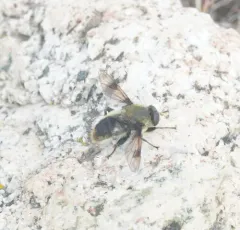 Spot-winged Pond Fly thumbnail 4
