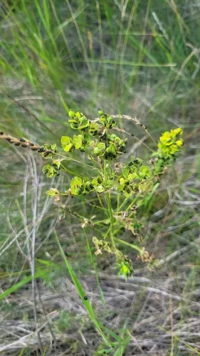 Black Leafy Spurge Flea Beetle