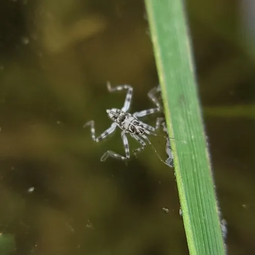 Steinovelia stagnalis