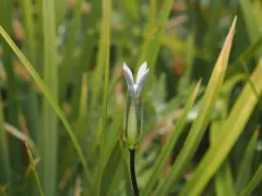 samiland gentian thumbnail 4