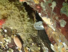 Protula pacifica thumbnail 3
