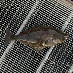 Pacific Halibut thumbnail 3
