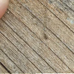 Entomobrya assuta thumbnail 2