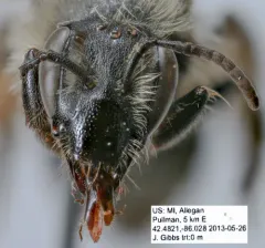 Bradley's Mining Bee thumbnail 4