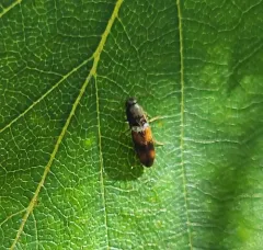 Idolus bigeminatus thumbnail 4