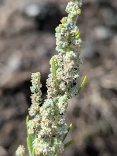 desert goosefoot thumbnail 4