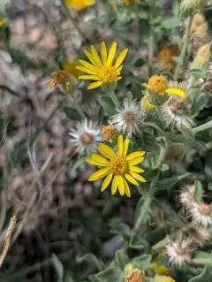 Harsh False Goldenaster thumbnail 3