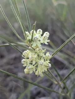 slimleaf milkweed thumbnail 3