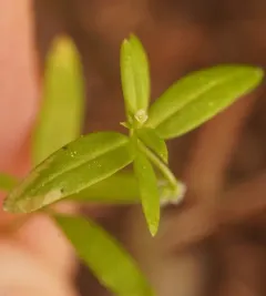 low mountain bedstraw thumbnail 3