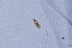 Eratoneura ligata thumbnail 3