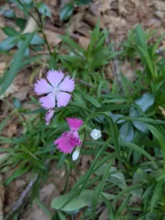 Cheddar Pink thumbnail 4