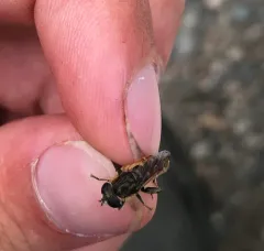 Common Sickleleg thumbnail 4
