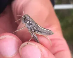 Montana Grasshopper thumbnail 4