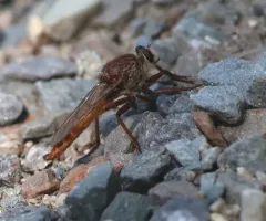 Proctacanthus rufus thumbnail 3