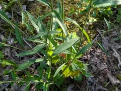 smooth hawkweed thumbnail 3