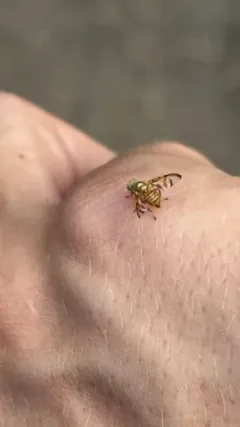 Paraterellia varipennis thumbnail 3
