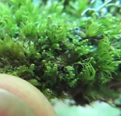 Matchstick Flapwort thumbnail 3
