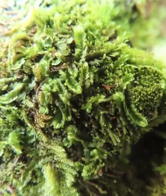 Jameson's Liverwort thumbnail 4