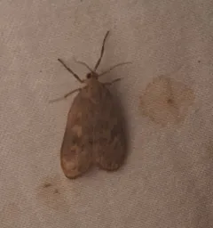 Bruceia pulverina thumbnail 4