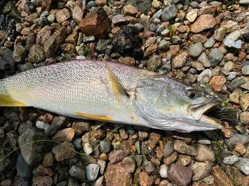 Weakfish