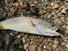 Weakfish thumbnail 1