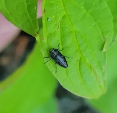 Six-marked Jewel Beetle thumbnail 4