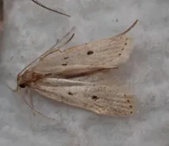 Helcystogramma melanocarpa thumbnail 3