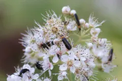 Rhagonycha mollis thumbnail 2