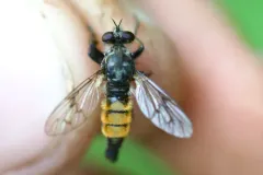 Golden-tailed Bandit thumbnail 1