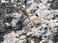 Catoptria trichostomus thumbnail 4