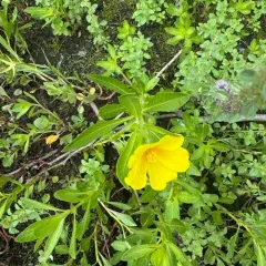 water primrose thumbnail 4