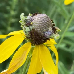 Prairie Coneflower Gall Midge thumbnail 2