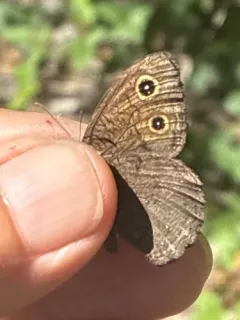 Cercyonis silvestris thumbnail 3
