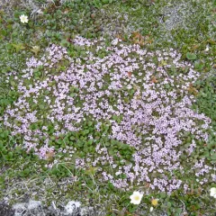 Moss Campion thumbnail 3