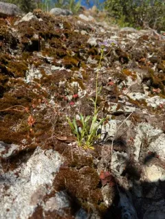 Siskiyou daisy thumbnail 2