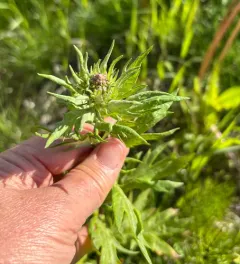 Tilesius Wormwood thumbnail 4